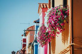 Fleurs de fenêtre à Burano, Venise, Italie sur Pitkovskiy Photography|ART