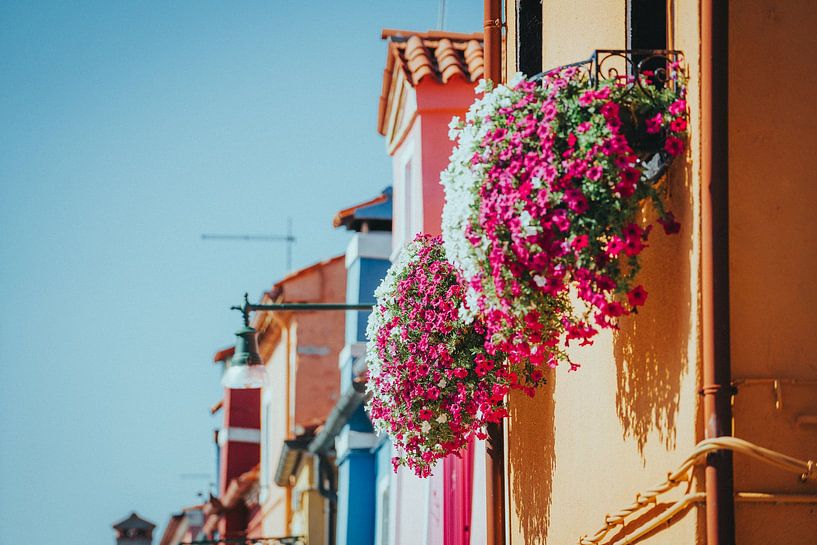 Fensterblumen in Burano, Venedig, Italien von Pitkovskiy Photography|ART