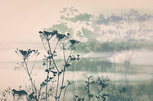 Verträumte Wildblumen im Morgennebel
