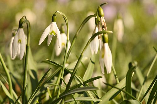 Sneeuwklokjes in een weiland met fijne bloemblaadjes
