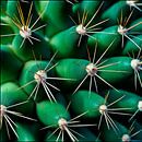 Cactus detail met stekels van Poster Art Shop thumbnail