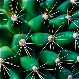 Cactus detail with spines by Poster Art Shop