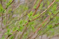 Fris lentegroen 