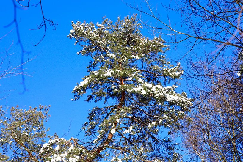 Winterwald von Thomas Jäger