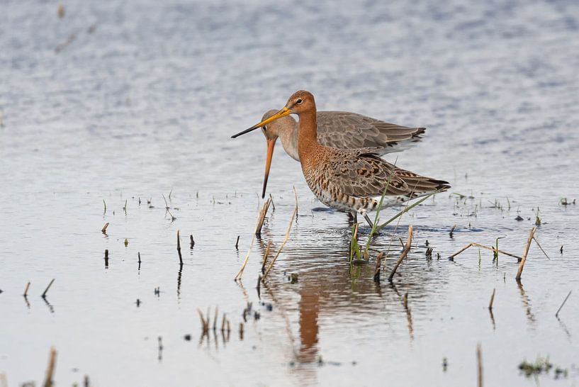 Pair of Black-tailed Godwit arrived in the Netherlands by Eric Wander