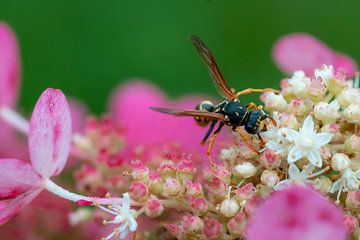 Wasp in macro by Miny'S