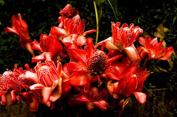 Porseleinen bloem in de jungle van Martinique van Hilke Maunder