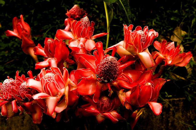 Porzellanblume im Urwald von Martinique von Hilke Maunder