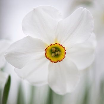 White daffodil