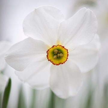 White daffodil by Barbara Brolsma