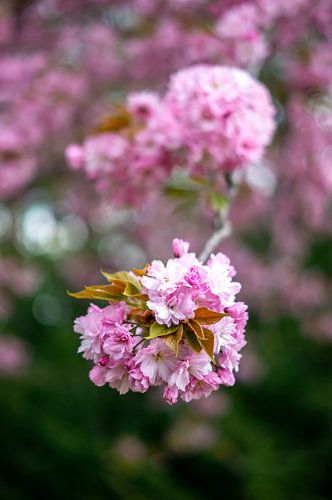 Close-up van de roze kersenbloesemboom in de lente verticaal