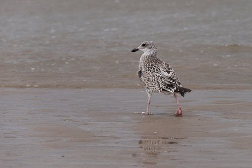 Een jonge zeemeeuw maakt een strandwandeling