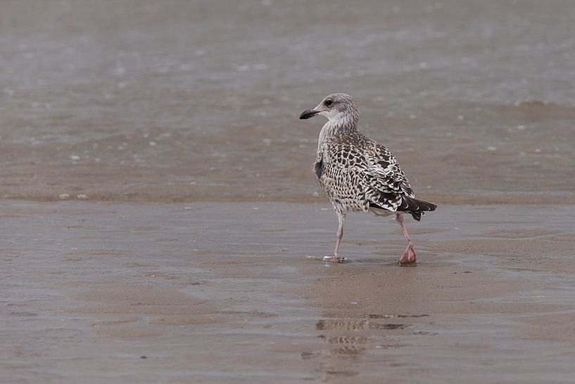 A young seagull takes a walk on the beach by Marjolijn van den Berg