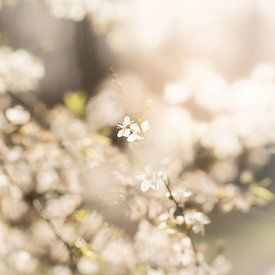 Spring Blossom by Mariette Kranenburg