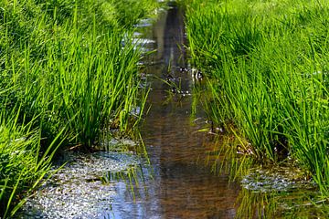 Belle impression photo naturelle d'un paysage de ruisseau à Valkenswaard sur Kristof Leffelaer