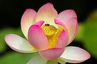 Lotosblüte mit Biene