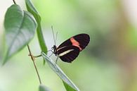 Schmetterling auf einem Blatt mit schönem, verschwommenem Hintergrund von Kim de Been Miniaturansicht