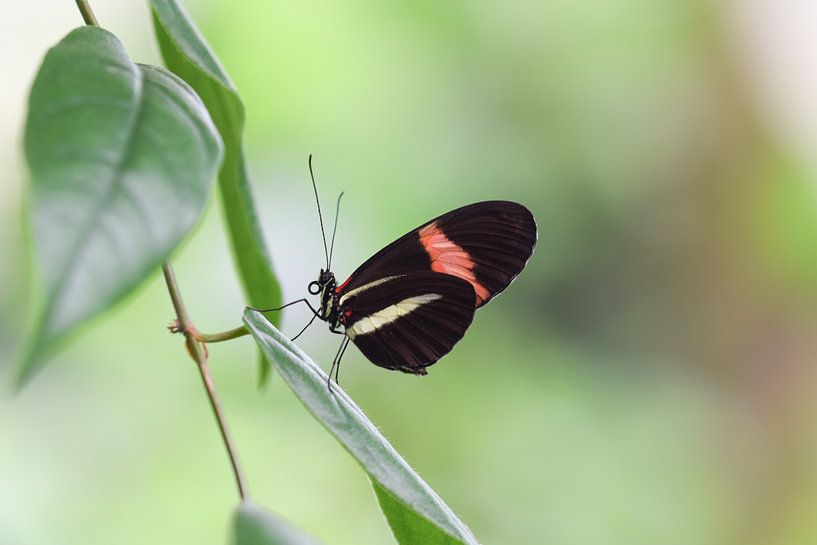 Schmetterling auf einem Blatt mit schönem, verschwommenem Hintergrund von Kim de Been