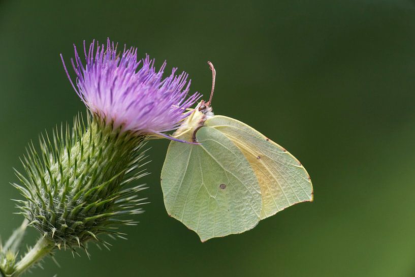 Eine Kleopatra auf der lilafarbenen Blüte einer Distel von Rob Kuiper