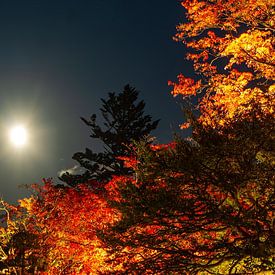 Pleine lune au Japon sur Stefan Havadi-Nagy