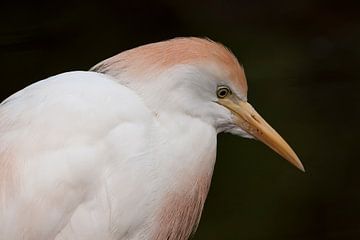 Cattle egret : Ouwehands Dierenpark by Loek Lobel