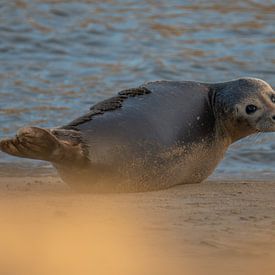 Gewone zeehond - Uitwatering Katwijk aan Zee van Karen de Geus