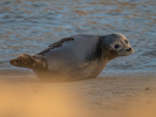 Gewone zeehond - Uitwatering Katwijk aan Zee van Karen de Geus