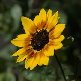 Sonnenblume „Sonne“ (quadratisches Format) von Natacha Cools