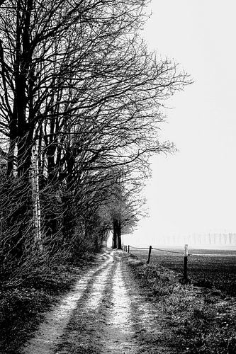 Langs het tuinpad van mijn vader zie ik de hoge bomen staan