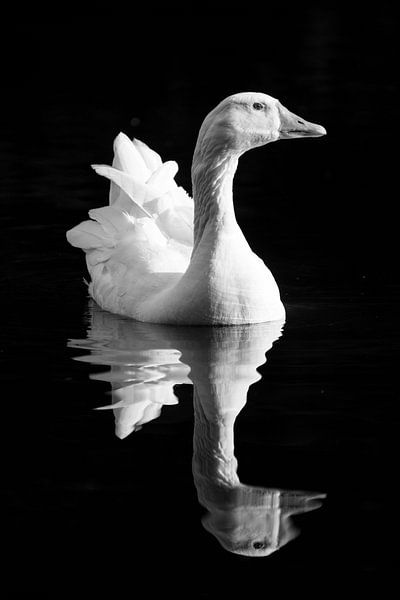 Black and white portrait of a goose in the water by Evelien Oerlemans
