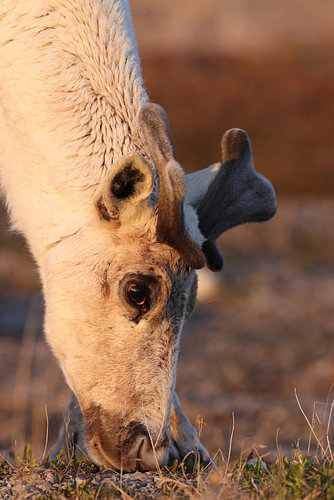 Canadian woodland caribou  Newfoundland, Canada