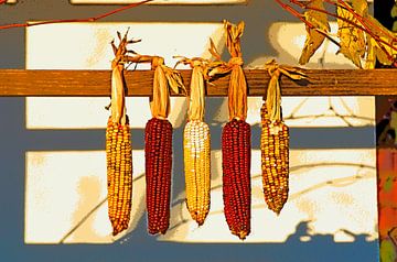 Corn on the cob van Leopold Brix
