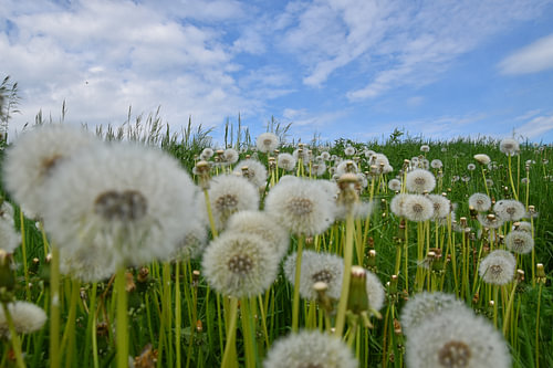 Un champ de fleur de pissenlit