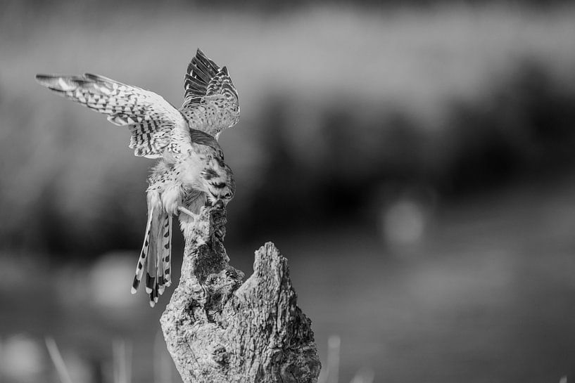 Hop by Erik Ramaker den Ouden
