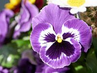 Pensées violettes