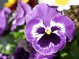 Lila Stiefmütterchen von Christian Mueller