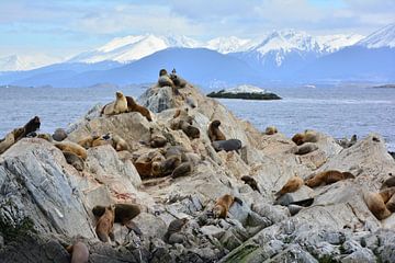 Seals at the end of the world by Bianca Fortuin