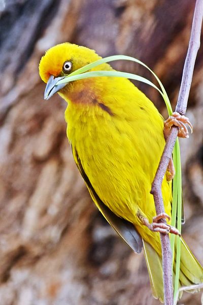 un oiseau tisserand jaune par Werner Lehmann