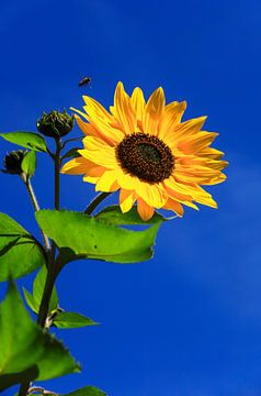 Prächtige Sonnenblume vor blauem Himmel von Thomas Jäger