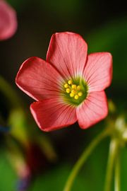 Roze bloem von Johan Slagers