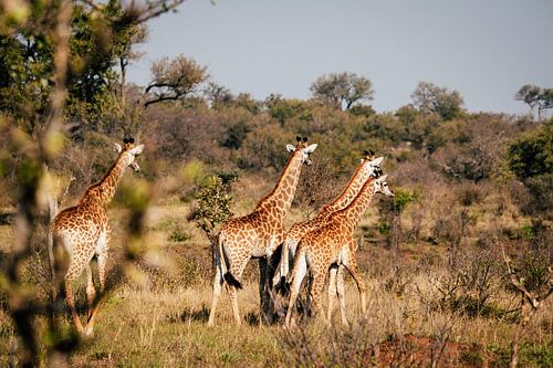 Majestic giraffes in Kruger Park