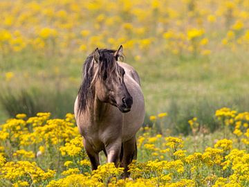 konikpaard staat midden in een veld vol met geel kruiskruid van Ria van den Broeke