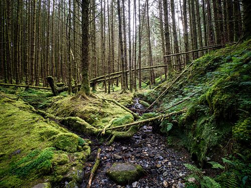 Verken het serene bemoste bos in Ballachulish