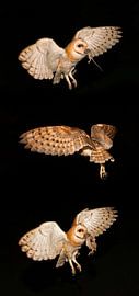 3 Nachtfotos von Schleiereule mit Beute. von Frans Lemmens