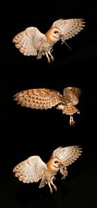 3 Nachtfotos von Schleiereule mit Beute.