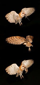 3 Nachtfotos von Schleiereule mit Beute. von Frans Lemmens