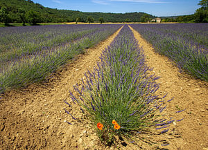 Verdwaalde klaproos tussen de lavendel