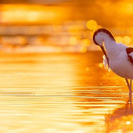 Birds | Golden Pied-Avocet by Servan Ott