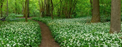 Wandelen door het magische bloemenbos