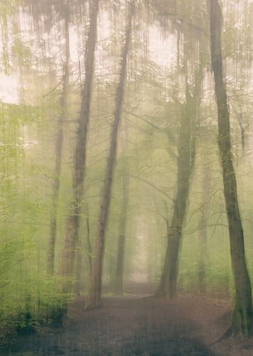 abstract in the misty forest